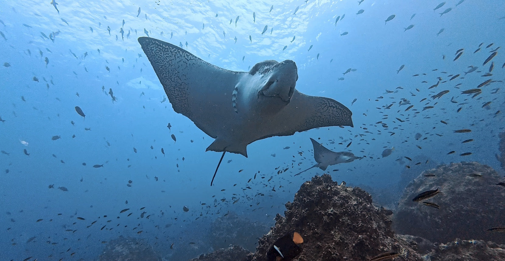 Premium water-resistant scuba diving log book with marine species tracking, designed by PADI instructor